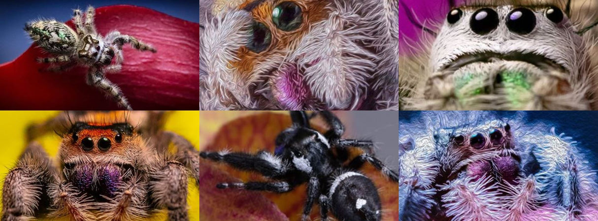 Mini Den Dual Vent 3x3x3 Jumping Spider Enclosure (holds fruit flies)