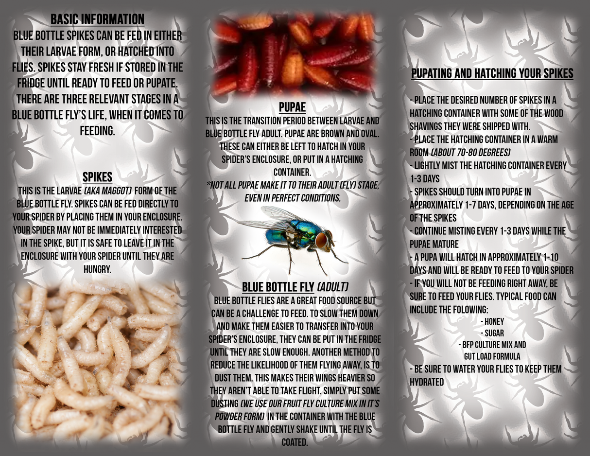 Blue Bottle Spikes 100 Pack Includes 6 Ice Brix