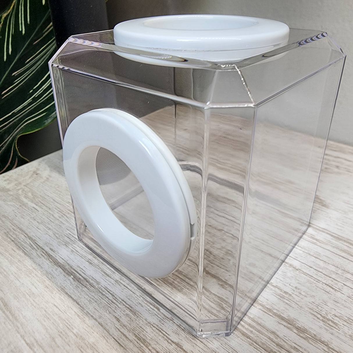 Mini Den Dual Vent 3x3x3 Jumping Spider Enclosure (holds fruit flies)