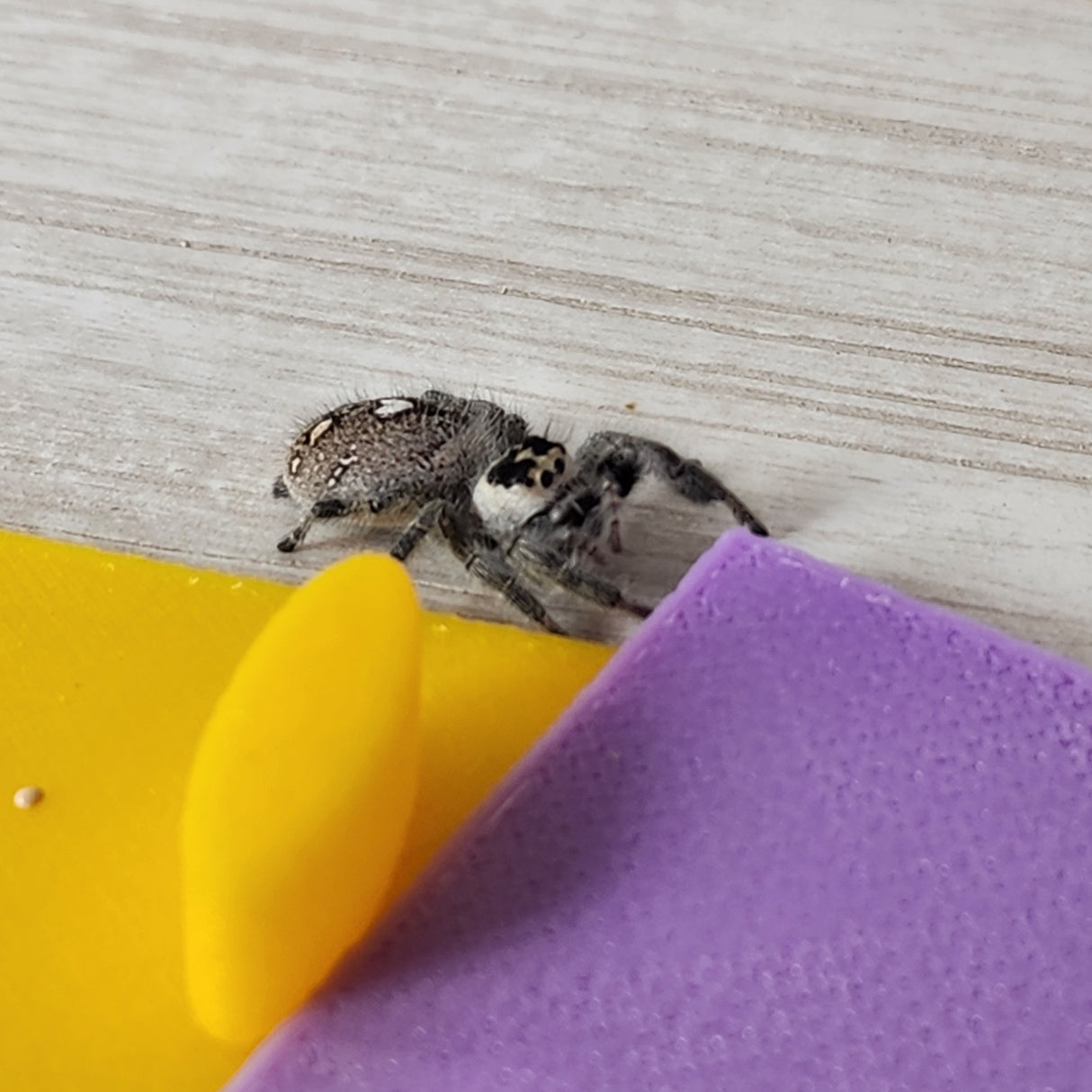 Removable floor insert for the 5x5x8 Magnetic Flat Top