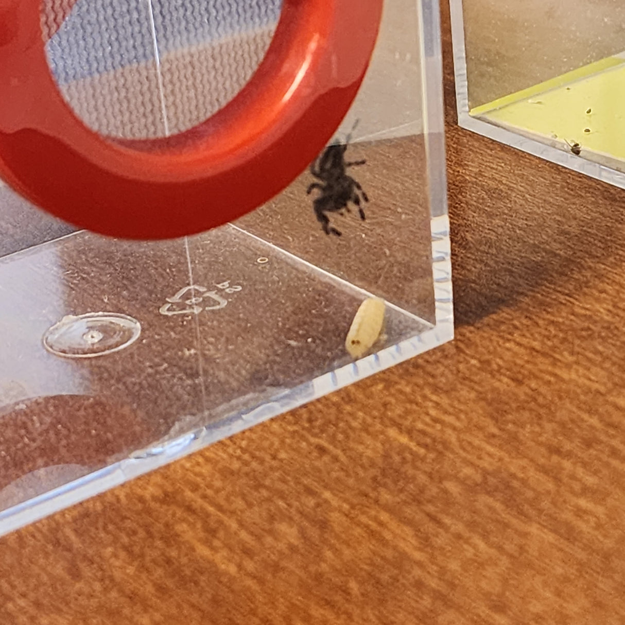 Blue Bottle Spikes 50 Pack Includes 6 Ice Brix