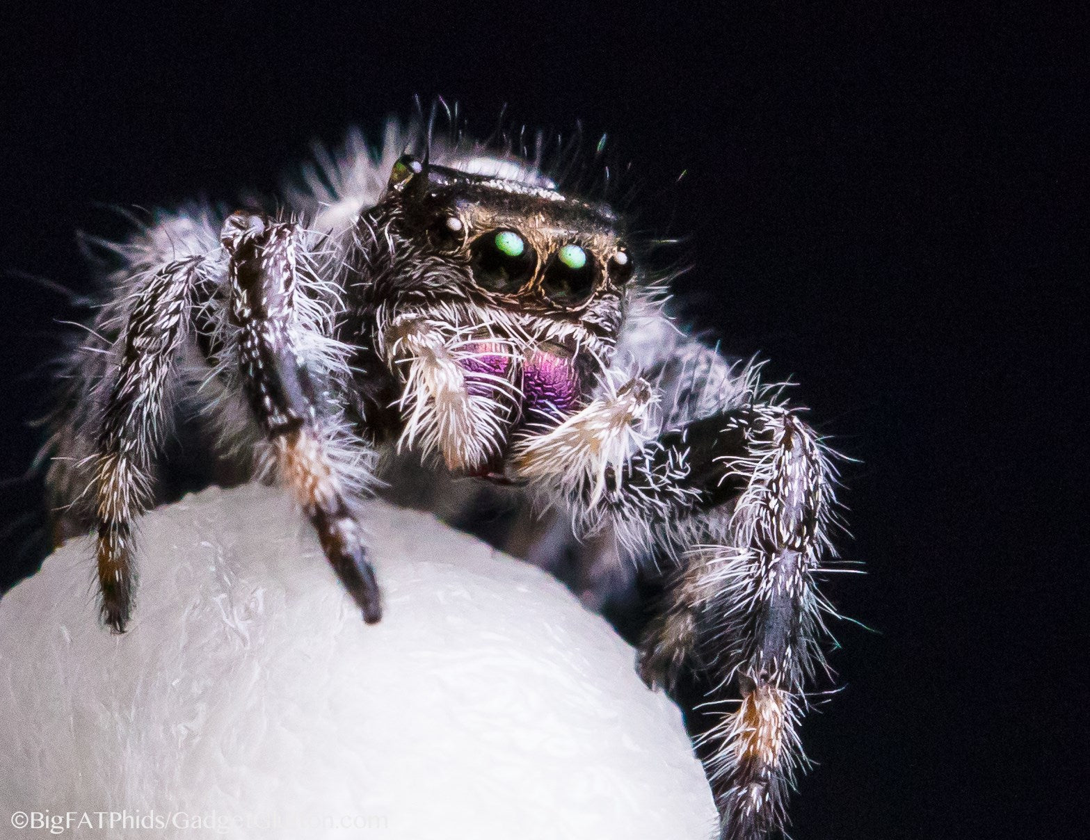 Salticidae Sunday - Salticidae Overview