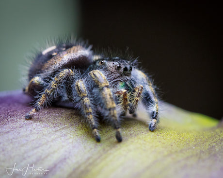 Salticidae Sunday: Phiddipus audax (P. audax)