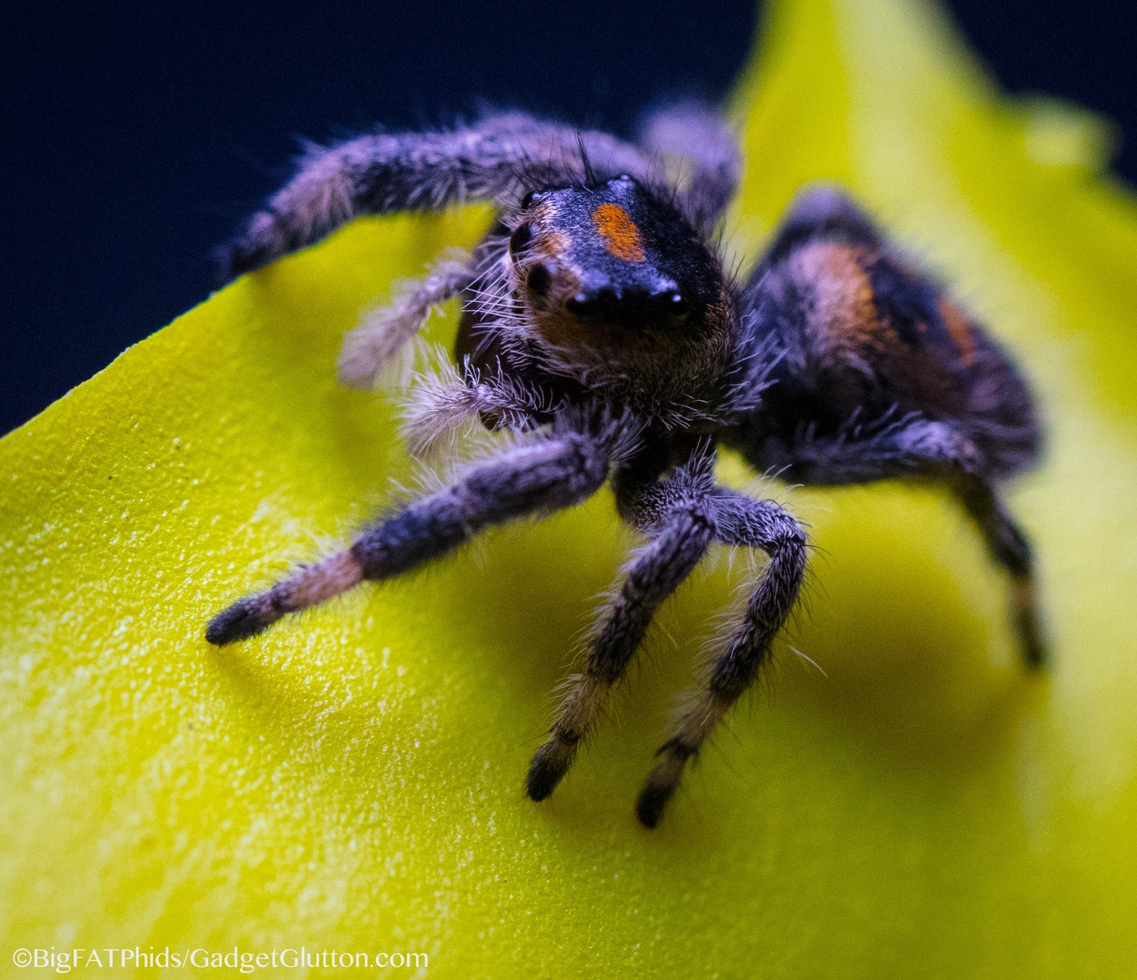 Salticidae Sunday - Phidippus regius (P. regius or regal)