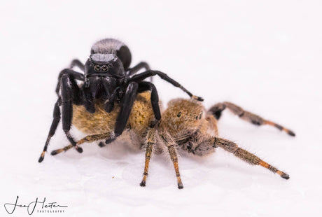 Salticidae Sunday - Phiddipus octopunctatus (P. octopunctatus)