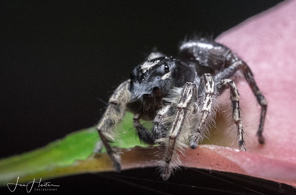 Salticidae Sunday - Phiddipus putnami (P. putnami)