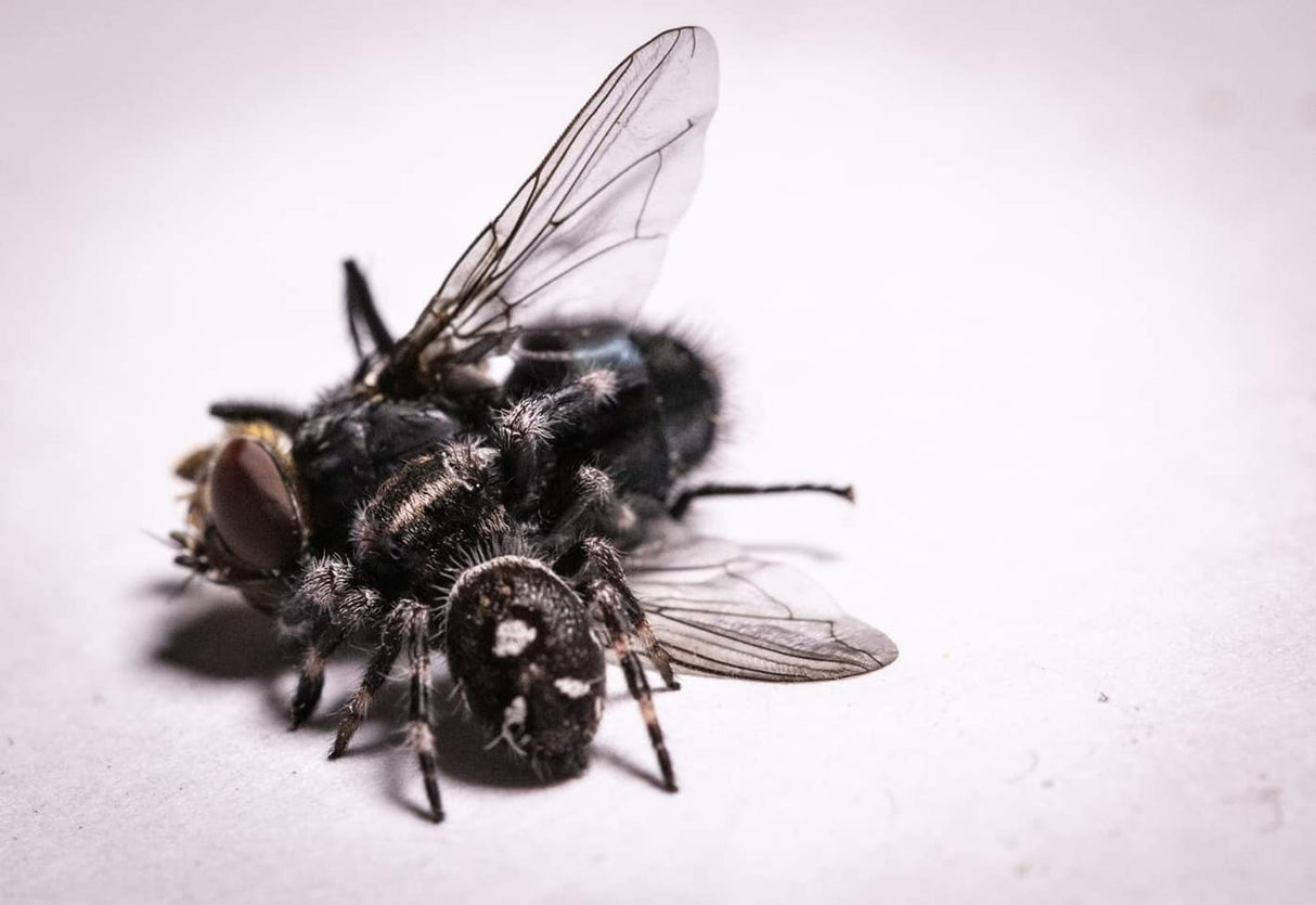 Blue Bottle Flies, Blue Bottle Spikes,Feeders for pet, spiders, reptiles 