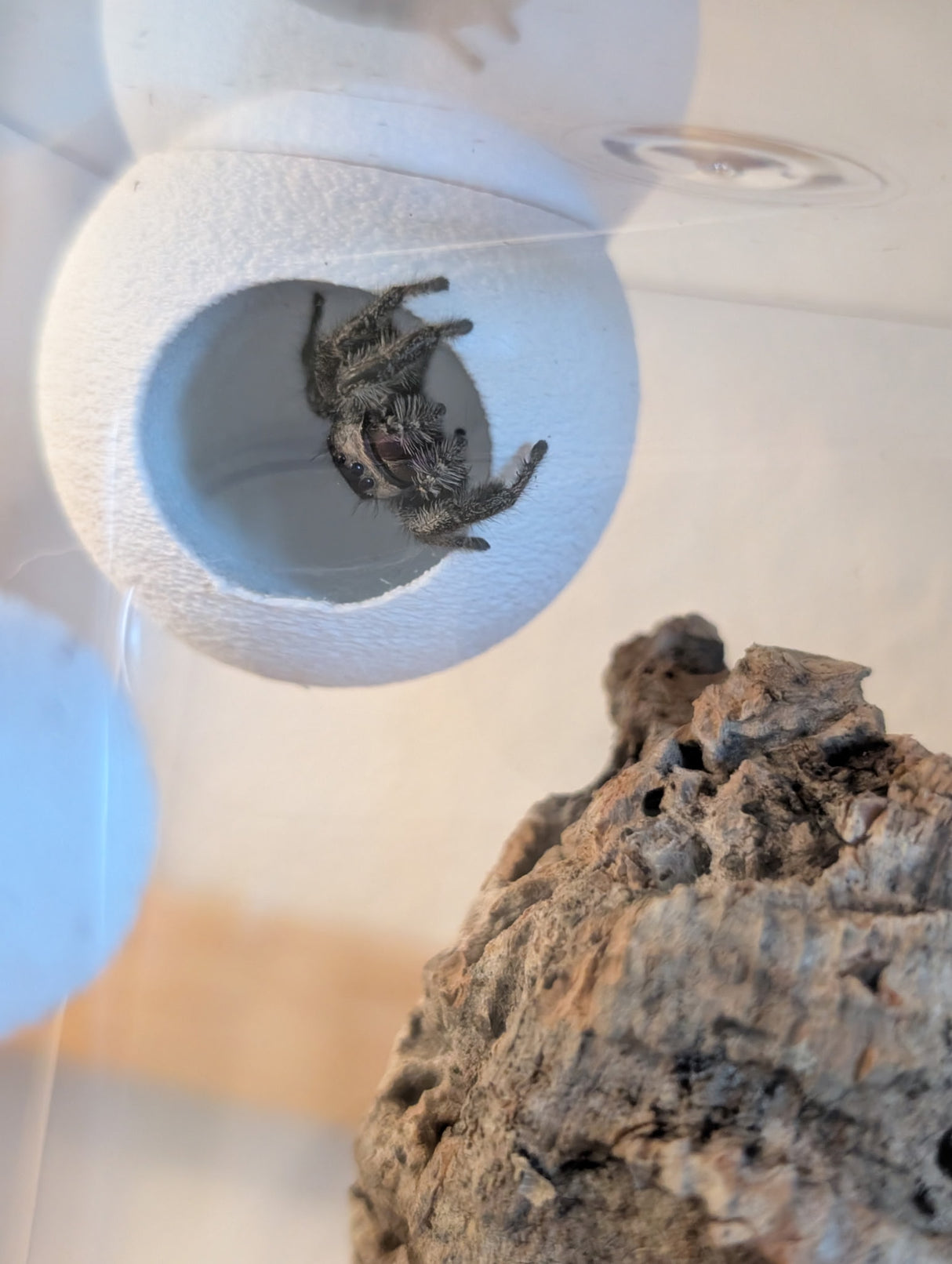 Textured Disco Ball Hide in 2 sizes and several colors