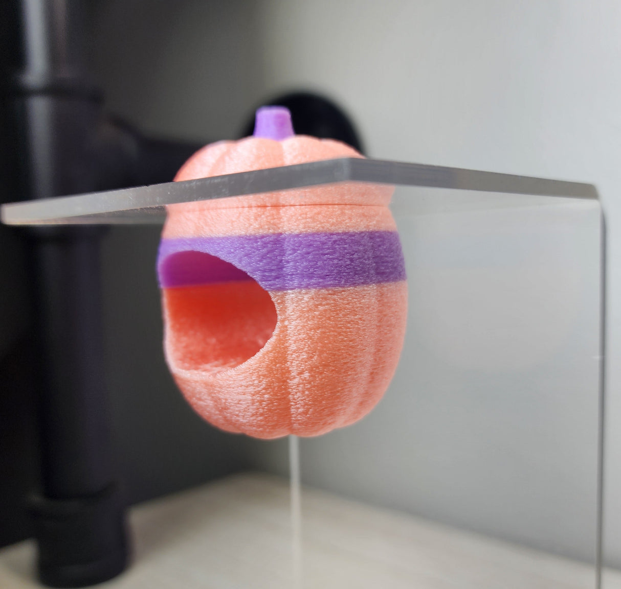 Screaming Pumpkin nesting hides for Jumping Spiders