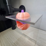 Screaming Pumpkin nesting hides for Jumping Spiders